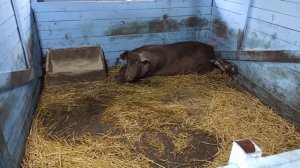 Свиноматка не ест после опороса. Пропало молоко. Что делать ?