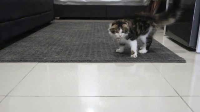 PawPal Cat & Dog Repellent Spray - Protect Your Home From Messy Accidents смотреть онлайн