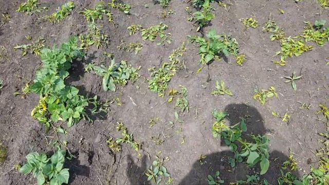 Картофель. Агритокс. Кассиус. смотреть онлайн