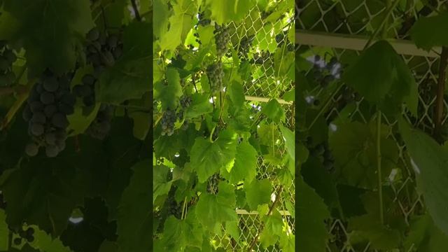 Зреет виноград - винный сорт Изабелла смотреть онлайн