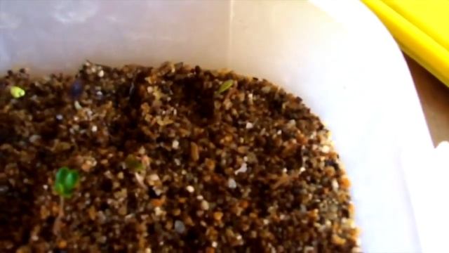 Jacaranda Germination, best way смотреть онлайн