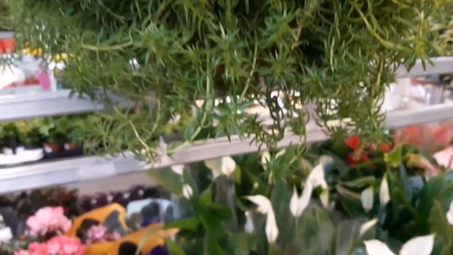 Прогулка по Леруа, семена на сезон 2022, цветы