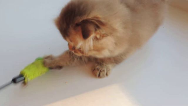 Шотландец Эксклюзивный шоколад смотреть онлайн