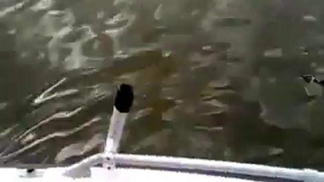 Вываживание сома. База "Песчаный берег". смотреть онлайн