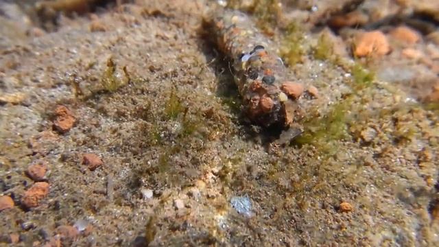 Личинка ручейника в домике из песчинок и камешков ползёт под водой смотреть онлайн