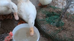 вот чем надо кормить уток