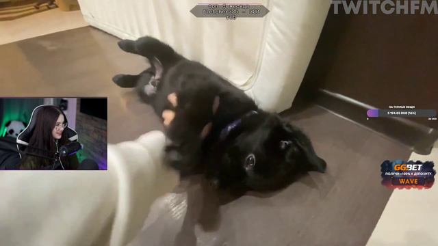 Крисвейв Смотрит Топ Моменты с Twitch | Братишкина Разбанили | Арина Призналась Жожо | Показал смотреть онлайн