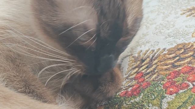 Умывашки кота в замедленной съёмке. Кот Сеня смотреть онлайн