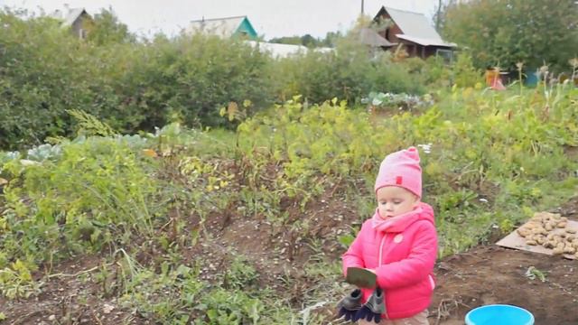 КОПАЕМ КАРТОФЕЛЬ/ВЛОГ/НАЧИНАЮЩИЕ САДОВОДЫ/ВСЕЙ СЕМЬЕЙ смотреть онлайн