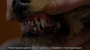 Почему щенок ест землю и камни и что делать хозяину