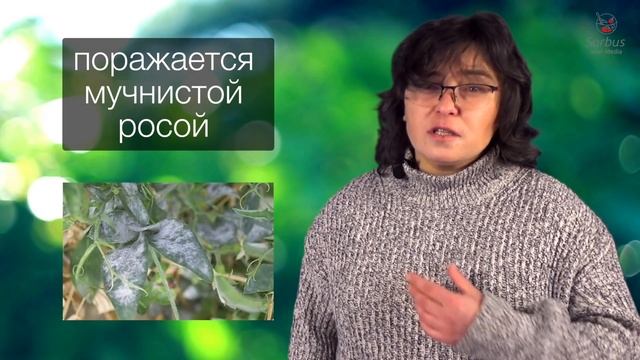 Жимолость каприфоль.  Удивительная лиана. смотреть онлайн