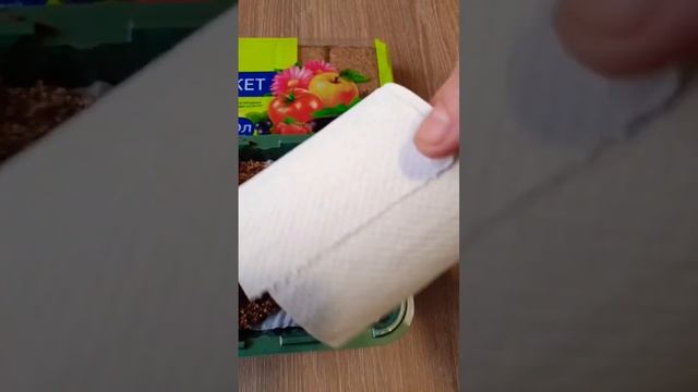 Лук Шалот. Посев без заморочек. смотреть онлайн