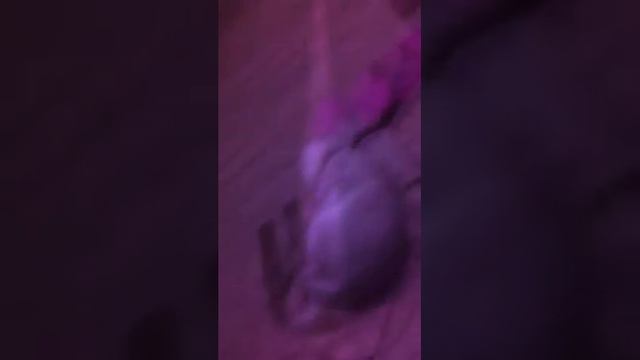 Мои тапочки