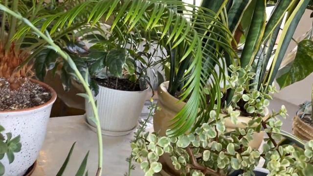 Огромный обзор комнатных растений!!! смотреть онлайн