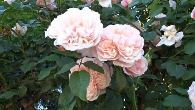 Rosa ´Rose De Tolbiac´