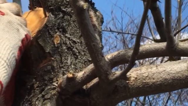 Прививка груши на грушу смотреть онлайн