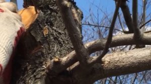 Прививка груши на грушу