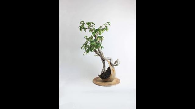 Bougainvillea ‘Pixie’