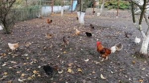 Что с карликовым петушком? Почему не выходит?