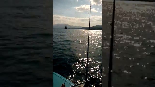 Рыбалка, Солнечногорское, Крым, стая дельфинов плывет за рыбацкой лодкой. июль 2019 смотреть онлайн