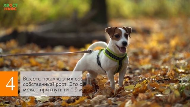 6 интересных фактов о джек-рассел-терьере смотреть онлайн