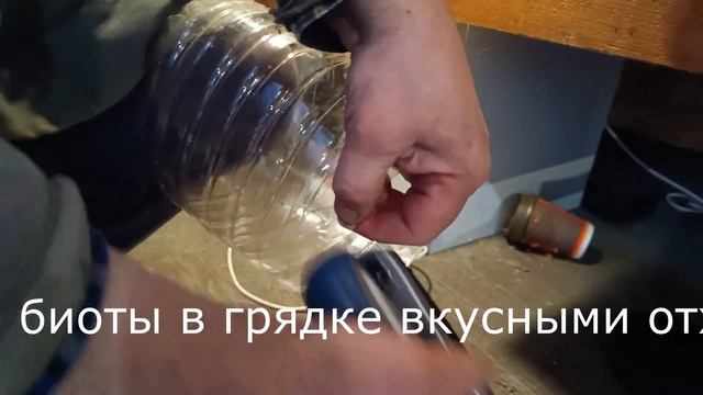 Подкормка биоты на грядке в теплице 