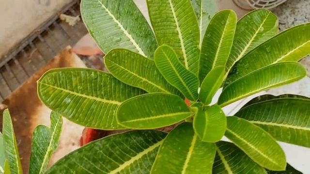 Care of Champa Plant / Plumeria Plant || How to Grow and Care Champa / Plumeria Plant смотреть онлайн