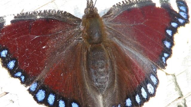 Яркая дневная бабочка Труарница, Mourning cloak Butterfly смотреть онлайн
