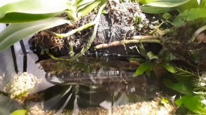 Пресноводные крабы, гуппи, сомики и креветки в палюдариуме. Аквариум.