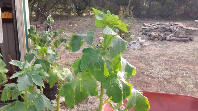 99 degrees at 7pm and I am planting bush beans. Zone 8a смотреть онлайн