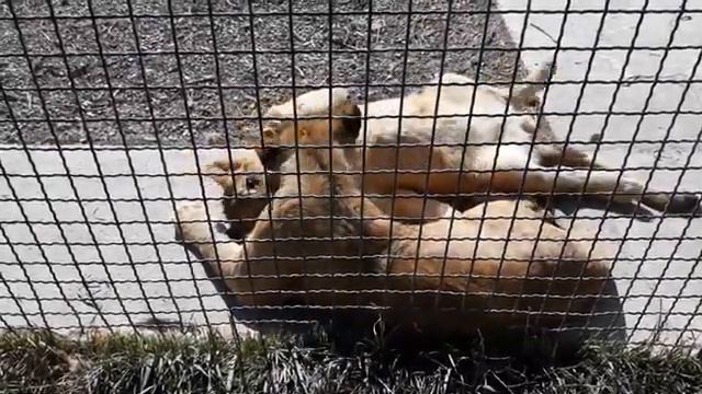 Подростковый дружный прайд Teenage friendly pride смотреть онлайн