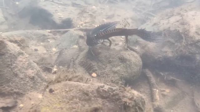 Тритоны на Rosa beach смотреть онлайн