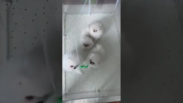 WhatsApp Video 2023 03 31 at 15 12 57 смотреть онлайн