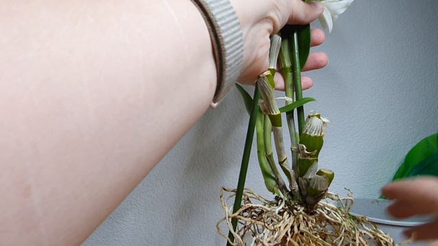 Rinvaso dendrobium nobile смотреть онлайн