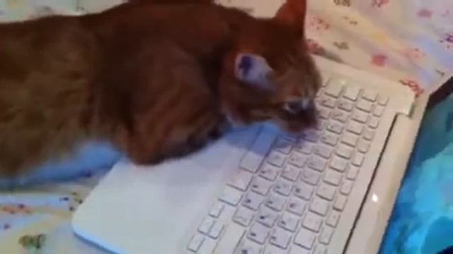 Кот балдеет на макбуке... смотреть онлайн