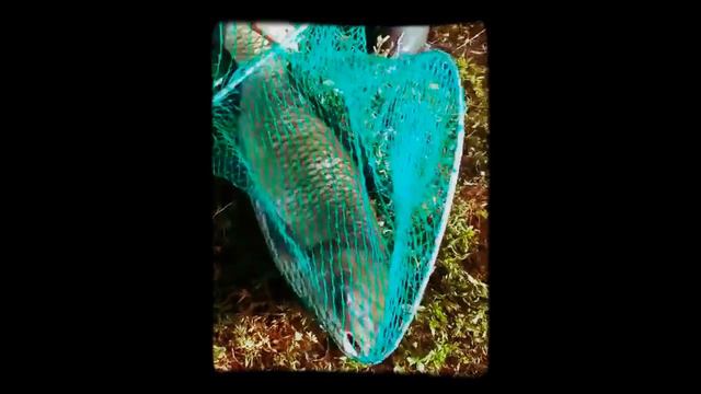 Аткрытие сезона , Амур на 7 кг.КБР оз . Сарский ! смотреть онлайн
