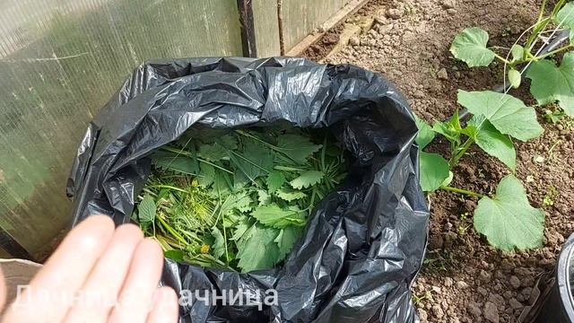 Как повысить урожайность?Сделать ферментированное зелёное удобрение. смотреть онлайн