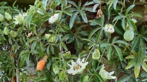 Выращивание Маракуйи в домашних условиях как бизнес идея