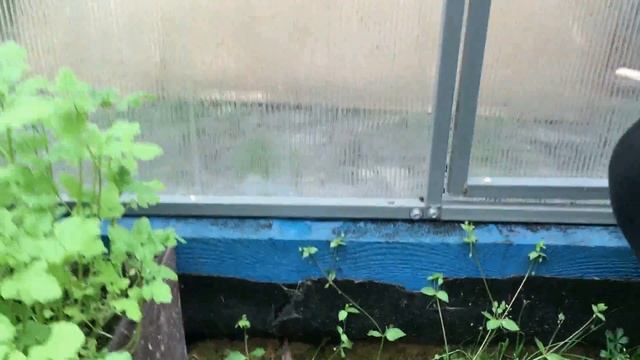 Обзор Кремлевской теплицы. Честный, по факту. смотреть онлайн