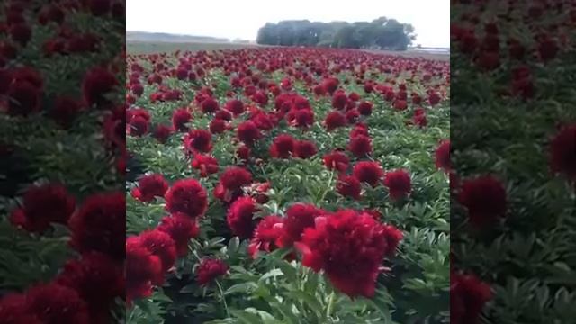 Пионовые поля смотреть онлайн