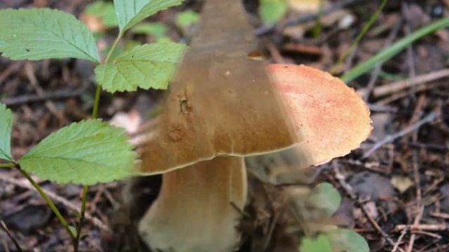 Из Анголы в Глубокое смотреть онлайн