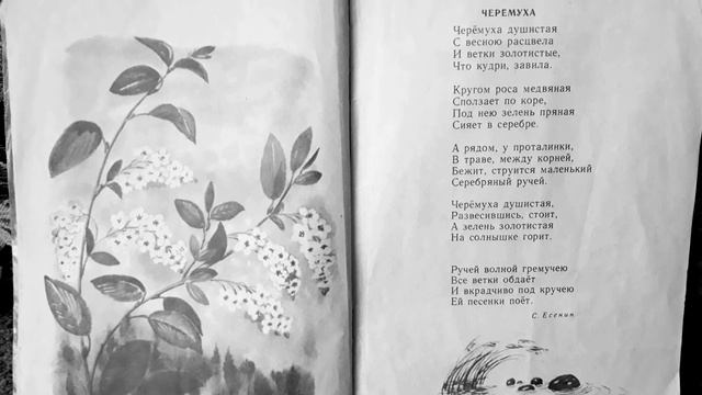 Сергей Есенин. "Черёмуха" смотреть онлайн