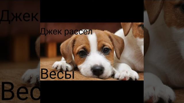 Какая ти порода собак по знаку зодиака/Dana Nice смотреть онлайн