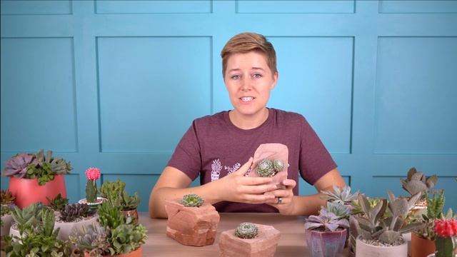 Cold-hardy Sempervivum arachnoideum 'Cebenese' is perfect for all outdoor gardens! смотреть онлайн