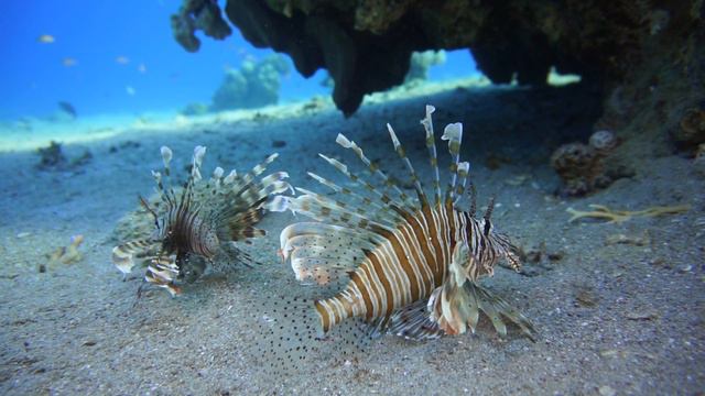 My Friend Octopus | Мой друг осьминог | Full HD | Israel Eilat Underwater Filming, September 2016 смотреть онлайн