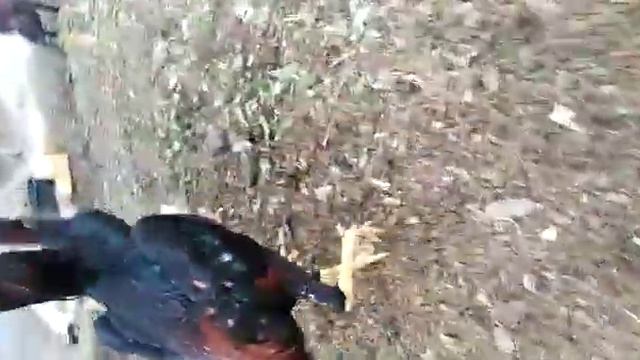 Дакан порода корейский смотреть онлайн