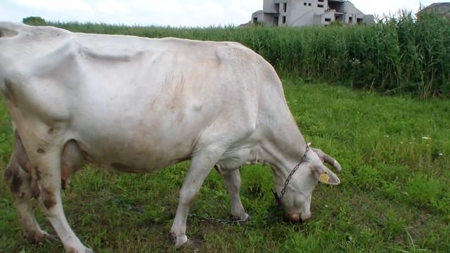 Как кормили - так и надоили//Результат хорошего кормления коровы во время стельности. смотреть онлайн