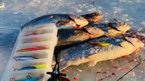 УБОЙНЫЕ РАТЛИНЫ ДЛЯ ФОРЕЛИ Ловля форели зимой на раттлины и резину Атаки форели под водой