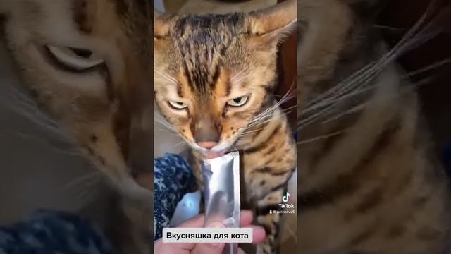 Когда дождался вкусняшек! Или как задобрить бенгальского кота! #shorts смотреть онлайн