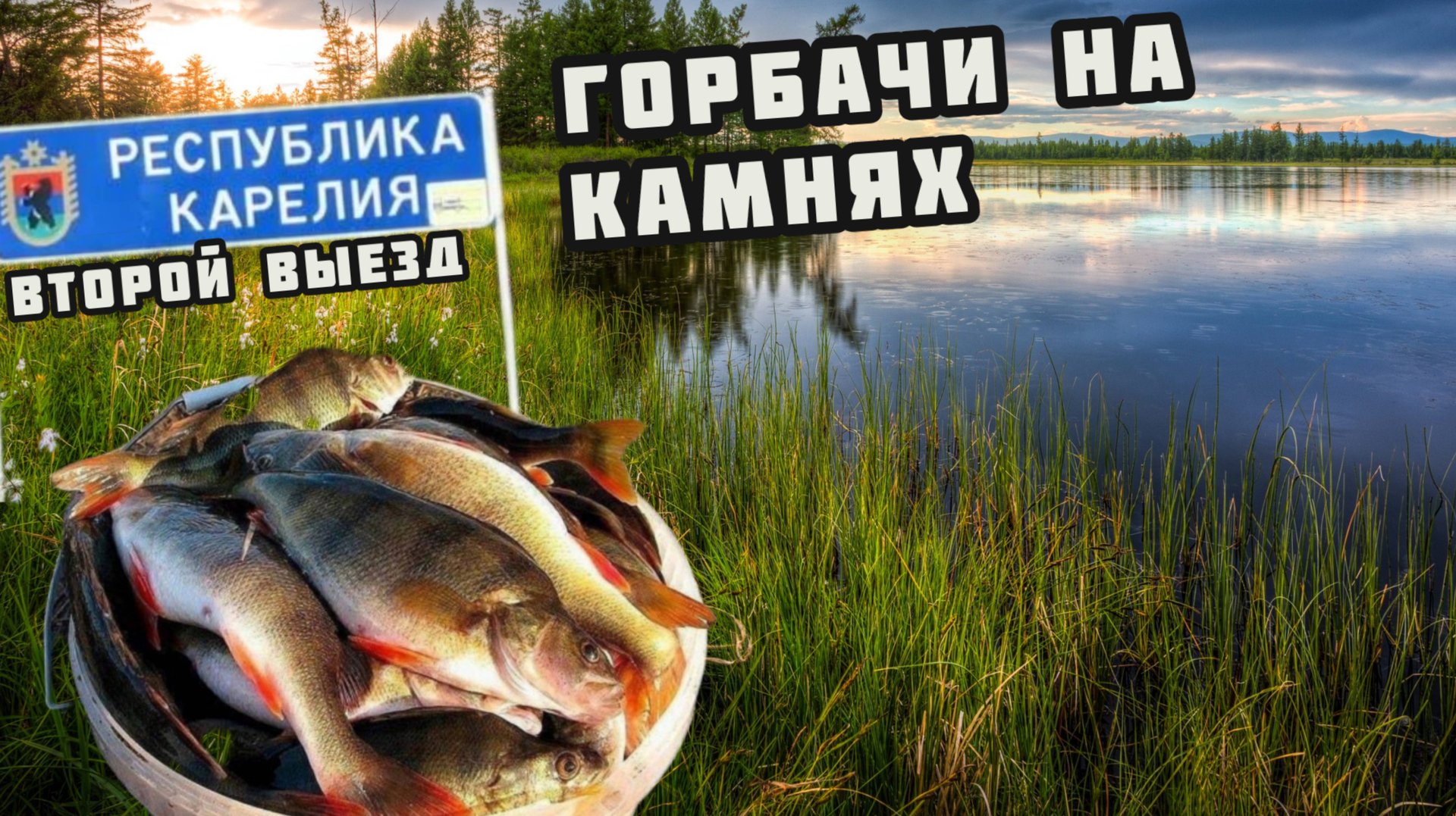 Дубасим крупных окуней в карелии. Рыбалка на спиннинг смотреть онлайн